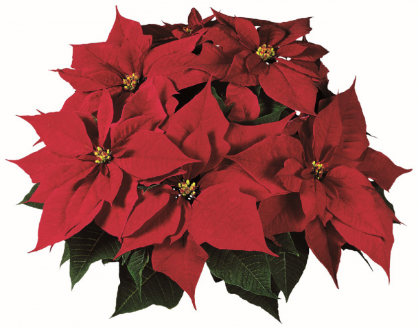 pointsettia